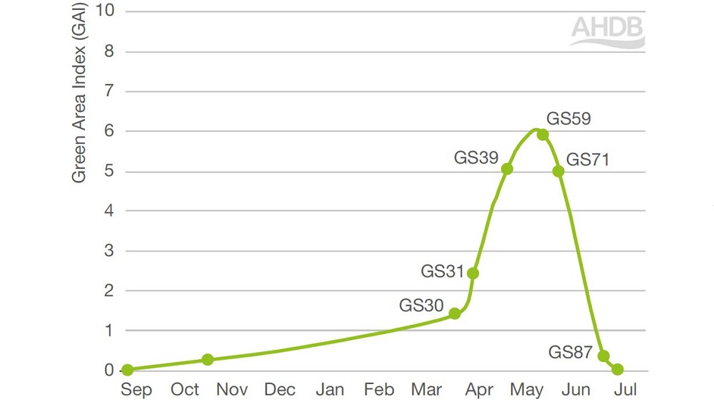 Graph showing the change in growth area index (GAI) in winter barley during the season